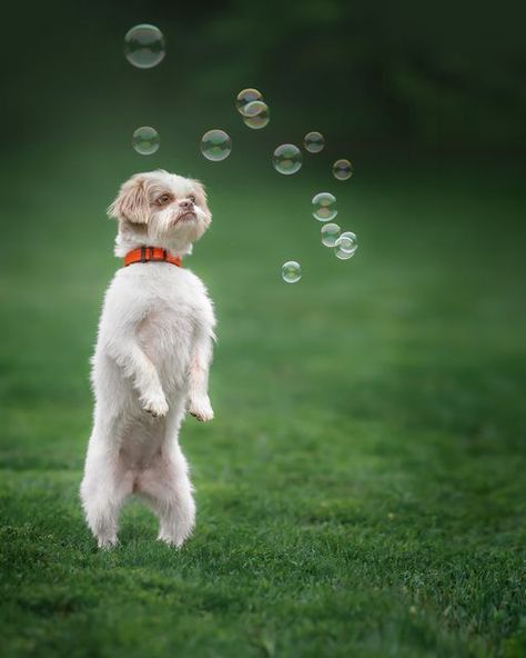 Evgeniya Tuzova on Instagram: "Here are a couple of pictures from a super cute photoshoot featuring Dolly, a 12-pound shih-tzu mix who's absolutely enchanted by bubbles :) I personally adore bubble photos; they're one of the best ways to capture genuine emotions, even if a dog isn't in the mood for posing. If you haven't tried bubbles yet, I highly recommend giving it a try; you'll be pleasantly surprised by the range of emotions your dog can demonstrate on camera. A small TIP❗ select a day with Cute Photoshoot, Shih Tzu Mix, Grad Photos, Dog Photography, Art References, In The Mood, Dog Photos, The Mood, Shih Tzu