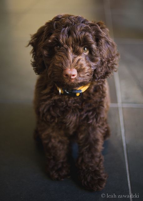 oliver | Flickr - Photo Sharing! Ginger Labradoodle, Chocolate Golden Doodle, Brown Golden Doodle, Labradoodle Brown, Chocolate Doodle, Brown Goldendoodle, Chocolate Cockapoo, Brown Cockapoo, Brown Labradoodle