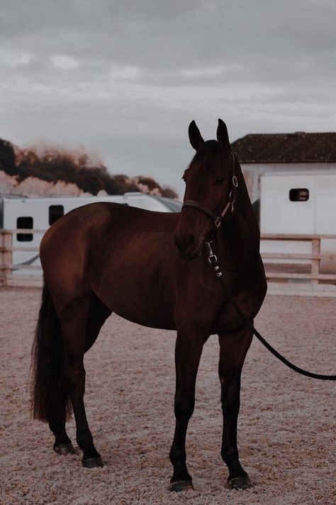 Equestrian Aesthetic, Beautiful Horse Pictures, Cute Ponies, Horse Aesthetic, Horse Names, Brown Horse, Majestic Animals, Horse Equestrian, Draft Horses