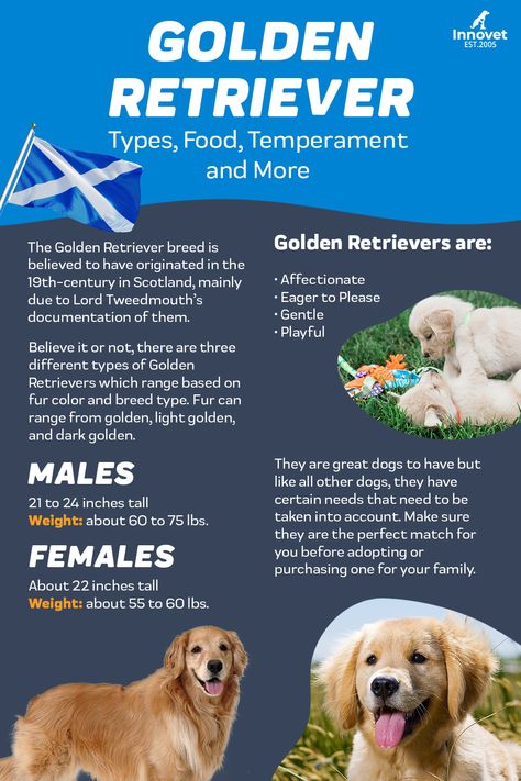 Learn some interesting facts about today Golden Retrievers on their National Day! See where they came from, the different types, and more on our infographic! For the detailed blog on these amazing dogs, visit our full webpage! ðð¶ Golden Retriever Facts, Golden Retriever Breed, Puppy 101, Bored Dog, Golden Retriever Puppies, Dog Behavior Problems, Pet Ideas, Retriever Puppies, Dog Brain