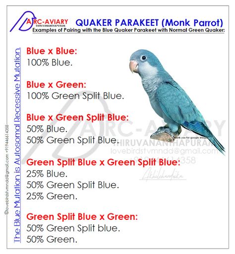 Akhilchandrika : Examples of Pairing with the Blue Quaker Parakeet ... Quaker Parakeet, Parakeet Colors, Parakeet Care, Love Birds Pet, Quaker Parrot, Parrot Training, Monk Parakeet, Birds Parrots, Budgies Bird