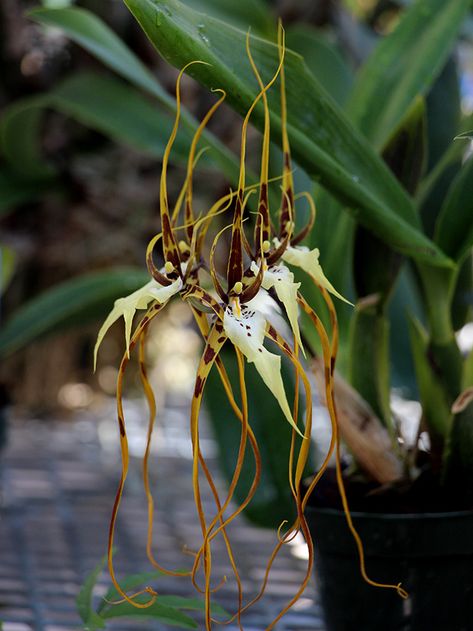 Brassia spp. (spider orchid) Spider Orchid, Moth Orchid Aesthetic, Brassia Orchid, Bee Orchid, Praying Mantis Orchid, Orchid Drawing, Plant Styling, Green Hornet, Spider Tattoo