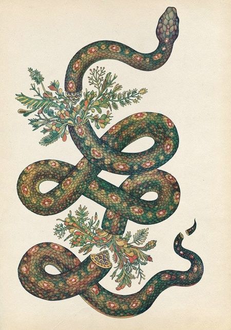 Supreme Wallpapers, Supreme Art, Katie Scott, Supreme Wallpaper, Snake Art, Arte Inspo, Art Et Illustration, Snake Tattoo, Art And Illustration