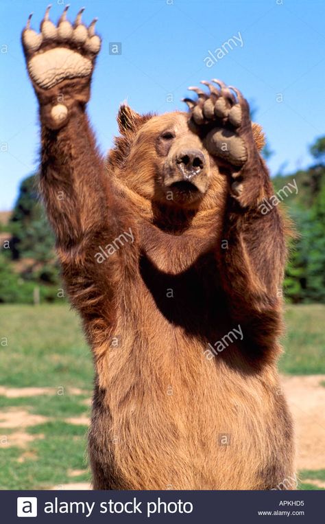 Download this stock image: Kodiak Bear aka Alaskan Grizzly Bear and Alaska Brown Bear (Ursus arctos middendorffi) waving Paws - North American Wild Animals - APKHD5 from Alamy's library of millions of high resolution stock photos, illustrations and vectors. Tiger Siberian, Baby Pandas, White Lions, Cats White, Kodiak Bear, Tiger Cubs, White Tigers, Baby Panda Bears, Wild Animals Photography