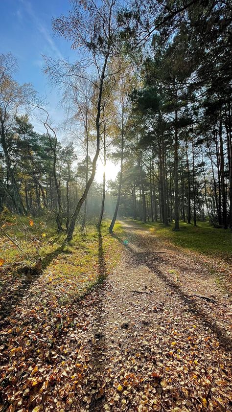 #autumn #sweden Autumn In Sweden, Sweden At Christmas, Sweden Autumn, Sweden Forest, Sweden Scenery, Sweden Nature, Sweden, Country Roads, Road