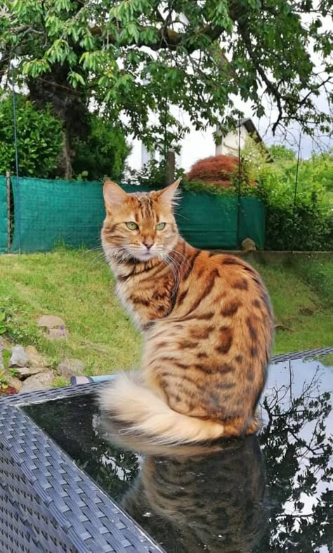 Long Haired Bengals (Cashmeres) Public group · 4.1K members. Natalie Gelbrecht May 21, 2021 · Happy Birthday Pebbles🥳❣️🐾 Long Muzzle Cat, Ghibli Cat, Snow Bengal Cat, Long Haired Bengal Cat, Bangle Cat, Snow Mink Bengal Cat, Long Haired Cat, Cashmere Bengal, Long Hair Cat