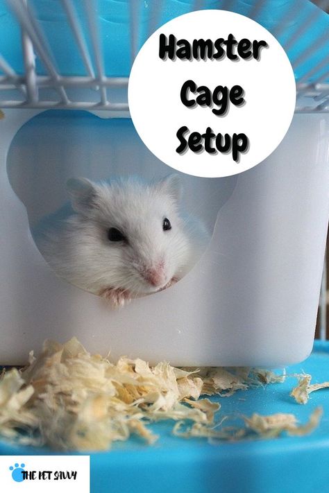 How do you create the perfect habitat for your hamster? In this post we are covering everything there is to know about hamster cage setup - cage type, cage size, accessories, toys, and much more #hamster #hamsters #hamstercage #hamstercagesetup #hamstercageaccessories #happyhamster #hamstercare #syrianhamster #chinesehamster #russianwhitehamster #campbellshamster #dwarfhamster #hamsterenclosure #cutehamster #pocketpet Syrian Hamster Cage Setup, Hamster Cage Setup, Syrian Hamster Cages, Chinese Hamster, Hamster Habitat, Hamster Care, Syrian Hamster, Pocket Pet, Hamster Cage