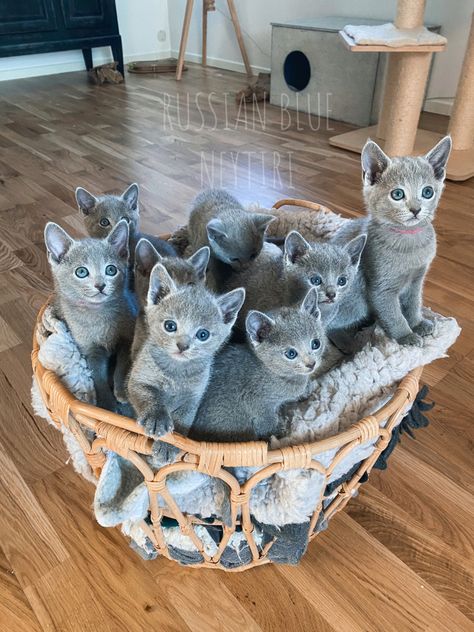 Russian Blue Persian Cat, Russian Blue Cat Kittens, Russian Blue Cat Aesthetic, Blue Russian Cat, Hypoallergenic Cat Breeds, Cat Hypoallergenic, Cats Are Better Than Dogs, Cat Breeds Hypoallergenic, Korat Cat