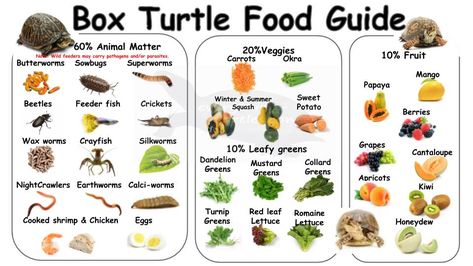 Box Turtle Diet, Box Turtle Food, Box Turtle Habitat, Turtle Enclosure, Turtle Food, Russian Tortoise Diet, Eastern Box Turtle, Tortoise Food, Turtle Care