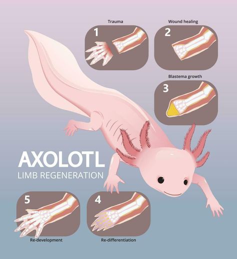 illustration of axolotl limb regeneration infographic Axolotl Illustration, Animal Infographic, Mexico Map, Cityscape Photos, Logo Banners, Nature Backgrounds, Heart With Arrow, Photo Template, Background Banner