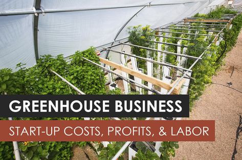 Start A Greenhouse, Greenhouse Business, Aquaponics Greenhouse, Greenhouse Farming, Aquaponic Gardening, Greenhouse Kit, Aquaponics System, Growing Fruit, Green House