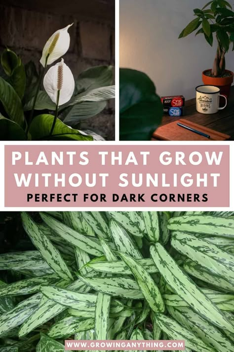 21 Plants That Grow Without Sunlight, Perfect For Dark Corners Dark Room House Plants, Plants For Dark Corners, Dark Corner Lighting Ideas, Plants With No Sunlight, Corner Plant Decor, Plants For West Facing Window, Plants That Dont Need Sunlight, Zero Sunlight Indoor Plants, Plant Corner Ideas