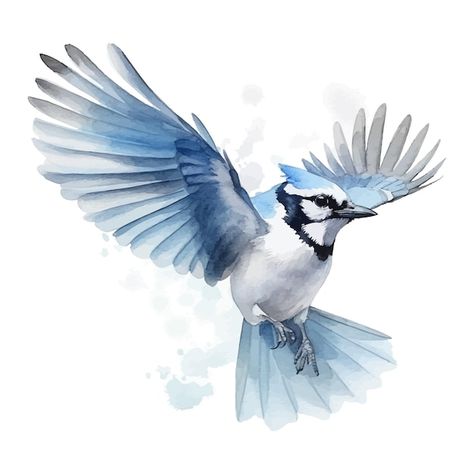 Cute blue jay bird cartoon in watercolor... | Premium Vector #Freepik #vector #bird-character #bird-cartoon #sparrow #beak Blue Jay Flying Tattoo, Blue Jay Cartoon, Blue Birds Painting, Bluejay Drawing, Blue Jay Flying, Blue Jay Drawing, Blue Bird Drawing, Watercolor Blue Jay, Blue Jay Painting