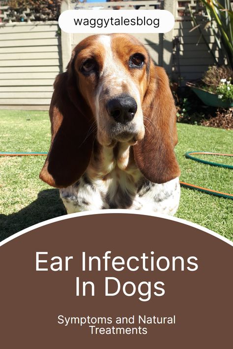 Our dogs can't communicate their ailments to us in words, making it even more important to understand the signs of a common yet often overlooked issue: ear infections. This board offers a comprehensive guide to detecting, treating, and preventing ear infections in dogs; because every woof matters. Dog Ear Infections, Dog Ear Cleaner, Dogs Ears Infection, Ear Infections, Dog Health Tips, Dog Health Care, Dog Allergies, Dog Care Tips, Dog Ear