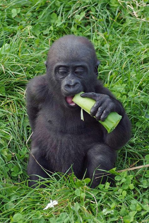 Baby gorilla Gorilla Family, Baby Gorilla, Gorilla Gorilla, Monkey Love, Baby Gorillas, Baby Monkeys, Mountain Gorilla, Monkey Business, Favorite Animal