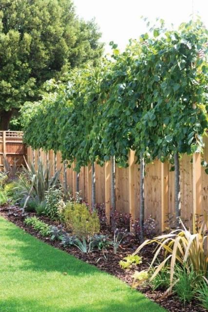 Lime trees (Tilia) perfect for above fence screening Privacy Trees, Privacy Landscaping, Garden Privacy, Front Yard Design, Backyard Privacy, Garden Screening, Easy Landscaping, Garden Shrubs, Fence Landscaping