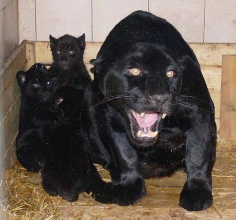 Mama protecting her cubs Panther Pictures, Panther Cat, Black Cat Tattoos, Exotic Cats, Black Panthers, Pretty Animals, Animal Wallpaper, Beautiful Cats, Black Panther