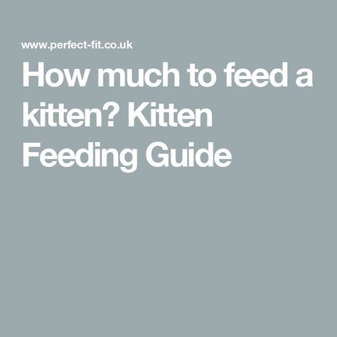 Kitten Feeding Schedule, What To Feed A Kitten, Homemade Kitten Formula, Kitten Feeding Chart, Force Feeding, Tips For New Kitten Owners, Feeding Kittens, 6 Week Old Kitten, Kitten Formula