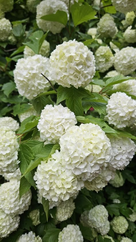 White Hydrangea Aesthetic, 1930s Farmhouse, White Hydrangea Bouquet, Flowers Valentines Day, Flowers Valentines, Hydrangea White, Blue Hydrangea Flowers, Reception Florals, Hydrangea Bouquet