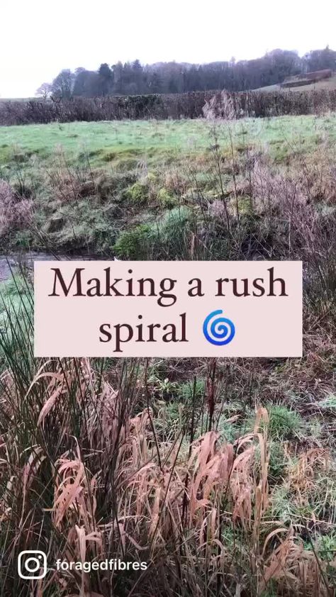 Rush spiral 🌀 #countrycrafts #corndolly #weaving #basketry #wildweaving #juncus Rush Weaving, Corn Dolly, Country Crafts, Rush, Weaving, Plants