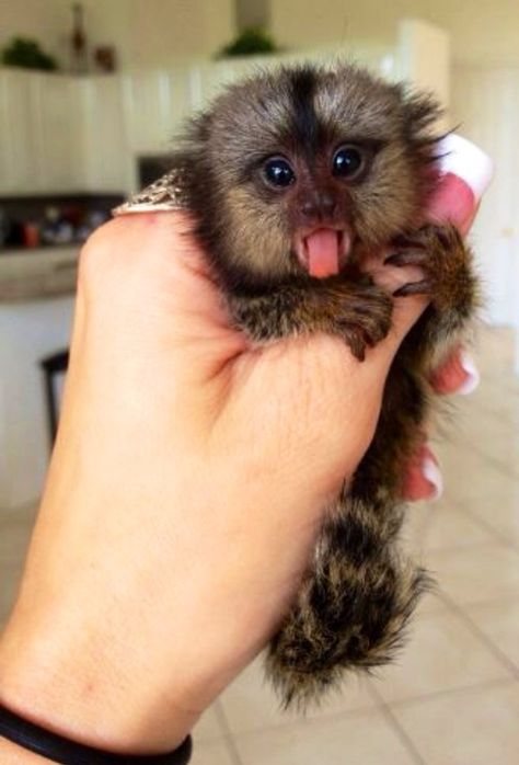 Super cute! #FingerMonkeys Pinterest Cute, Pet Monkey, Baby Animals Pictures, Cute Monkey, Super Cute Animals, Baby Animals Funny, Cute Wild Animals