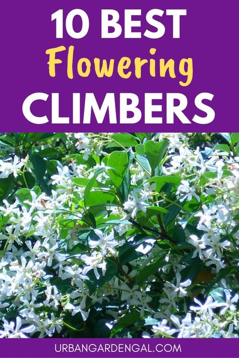 Climbing plants with flowers look great growing on a trellis, arbor or fence. Here are 10 easy to grow flowering climbing plants to grow in your garden. #climbingplants #flowergarden #flowergardening #gardening Climbing Plants Fast Growing, Strawberry Trellis, Climbing Flowering Vines, Climbing Roses Trellis, Trellis Arbor, Climbing Plants Trellis, Pea Trellis, Clematis Trellis, Vine Trellis