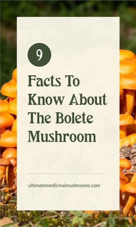 If you haven't come across Bolete Mushrooms yet, here are some interesting details about this delectable fungi to help you hunt for the edible kind. Identify them easily and know where to look for them. Complete your next dinner recipe with the Bolete Mushrooms. | Discover more about medicinal mushrooms at ultimatemedicinalmushrooms.com #mushroomidentification #medicinalmushrooms #mushroombenefits Growing Mushrooms Indoors, Bolete Mushroom, Cooking Mushrooms, How To Grow Mushrooms, Grow Mushrooms, Growing Mushrooms At Home, Mushroom Varieties, Chicken Of The Woods, Mushroom Spores