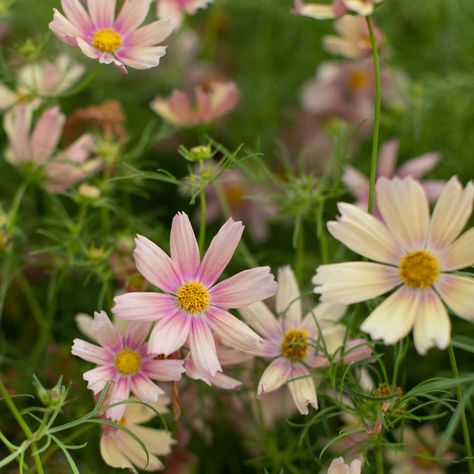 Cosmos Bipinnatus, Dusty Lavender, Cut Flower Garden, Native Garden, African Violets, Flower Farm, Water Lilies, Types Of Plants, Cut Flowers