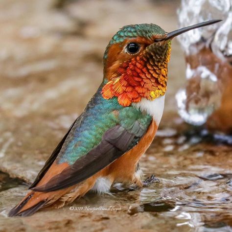 Vikki’s Hummingbirds on Instagram: “Allen’s Hummingbird ready for his shimmery closeup in the bubbler fountain.💥 ~ ~ ~ ~ #kings_birds #pocket_birds #your_best_birds…” Allen’s Hummingbird, Allen Hummingbird, Foliage Reference, Allen's Hummingbird, Hummingbird Feather, Hummingbird Wings, Bee Hummingbird, Hummingbird Pictures, Tiny Bird