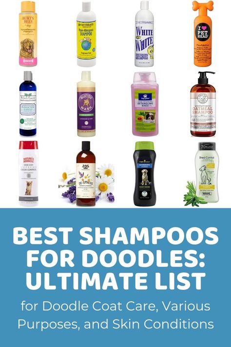 Best Dog Shampoo: Ultimate List for Doodle Coat Care, Various Purposes Ausiedoodle Grooming, Aussiedoodle Grooming, Flea Shampoo For Dogs, Doodle Grooming, Dog Shampoo Recipe, Best Hypoallergenic Dogs, Labradoodle Grooming, English Goldendoodle, Aussie Doodle