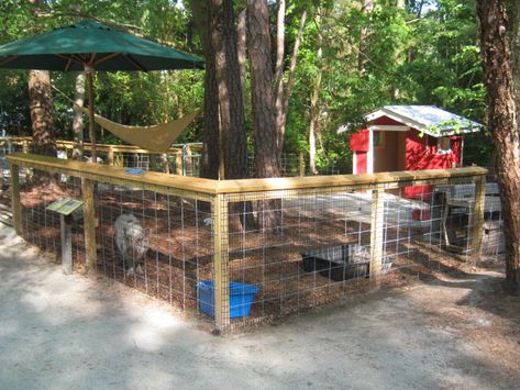 pig yard new Pet Pig Pen, Pig Pens Ideas, Pot Belly Pig Pen Ideas Outdoor, Diy Pig Pen Outside, Pig Houses Outdoor, Kunekune Pig Pen, Pig Pen Ideas Shelters, Potbelly Pig Pen Ideas, Pig Pen Ideas Diy