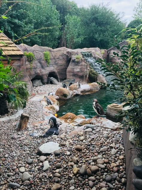 #penguins #enclosure #zoo Penguin Zoo Exhibit, Planet Zoo Penguin Habitat, Zoo Enclosures Ideas, Zoo Enclosure Design, Zoo Exhibit Design, Penguin Exhibit, Zoo Enclosures, Zoo Exhibit, Zoo Decor