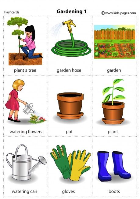 Gardening 1 flashcard English Primary School, Watering Flowers, Plant Watering Can, Plants And Gardening, Flowers Pot, Plant Watering, Kids Worksheets Preschool, Teaching English Grammar, About Plants