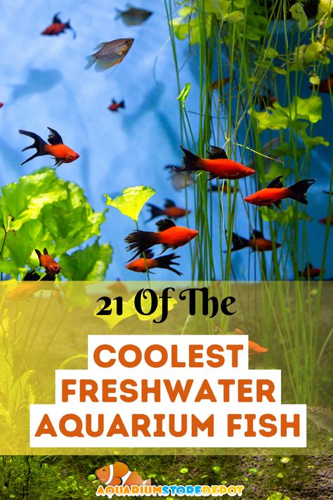 COOLEST FRESHWATER AQUARIUM FISH Large Freshwater Aquarium, Freshwater Aquarium Fish Tank Ideas, Tropical Fish Tank Ideas, 40 Gallon Aquarium, Aquarium Store, Tropical Fish Tanks, Tropical Freshwater Fish, Fresh Water Fish Tank, Buy Fish