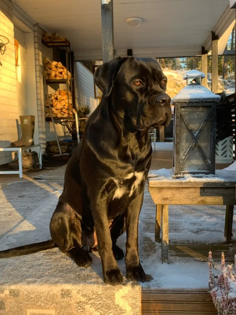 Cane Corso Natural Ears, Cane Corso Cute, Cane Corso Aesthetic, Black Mastiff, Black Cane Corso, Massive Dogs, Christmas Puppies, Cane Corso Mastiff, Cane Corsos