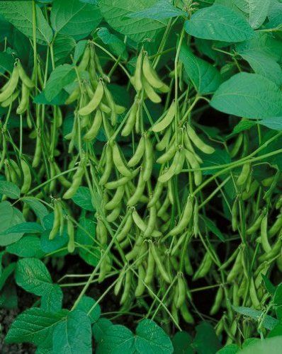 (Soybean-1) Soybean; Glycine max; 大豆 Soybeans Plant, Architectural Plants, Bean Plant, Fruits For Kids, Full Sun Plants, Survival Gardening, Heirloom Vegetables, Home Garden Plants, Organic Seeds