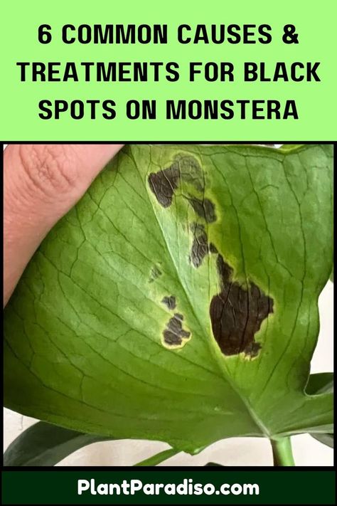 Causes & Treatments for Black Spots on Monstera Monstera Minima, Leaf Health, Monstera Plant Care, Monstera Plants, Beautiful Leaves, Thriving Garden, Monstera Plant, Black Leaves, House Plant Care