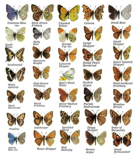 Types Of Butterflies, Butterfly Species, Butterfly Poster, Butterfly Images, Butterfly Illustration, British Wildlife, Wildlife Gardening, Beautiful Bugs, Butterfly Pictures