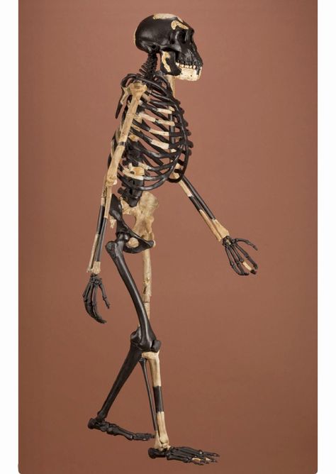 Australopithecus afarensis, "Lucy," reconstructed skeleton. (Smithsonian) Lucy Skeleton, Australopithecus Afarensis, Human Fossils, Forensic Anthropology, Climbing Trees, Early Humans, Human Evolution, Addis Ababa, Two Worlds