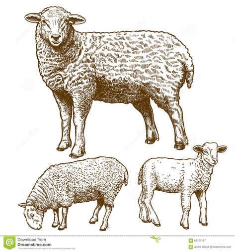 Sheep Tattoo, Sheep Drawing, Sheep Vector, Sheep Illustration, Sheep Art, Unique Logo Design, A Sheep, Drawing Images, Animal Drawings