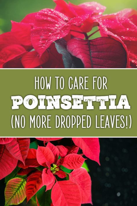 How to Care for Poinsettia - Dreamley How To Take Care Of Poinsettias, How To Care For Poinsettias, How To Care For A Pointsetta Tips, Poinsettia Plant Care, How To Keep Poinsettias Alive, Poinsettia Care Tips, Gardening Knowledge, Poinsettia Care, Christmas Cactus Care