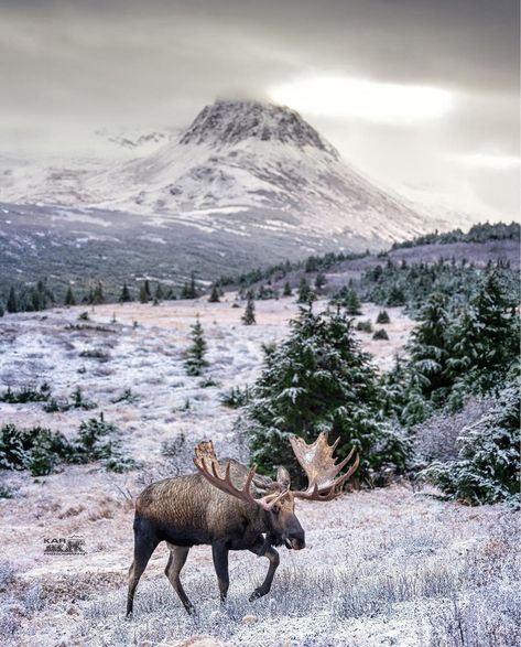 Moose In Snow, Alaska Winter, Snowy Scene, White Tail, Whitetail Deer, Winter Wonderland, Moose, Photo Inspiration, Alaska