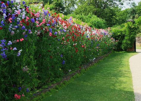 Sweet Pea Display by eMAJgen, via Flickr Sweet Pea Fence, Sweet Pea Garden Ideas, Sweet Pea Wall, Sweet Pea Garden, Climbing Flowering Vines, Wall Of Flowers, Fenced Garden, Sweet Pea Flower, Flower Fence