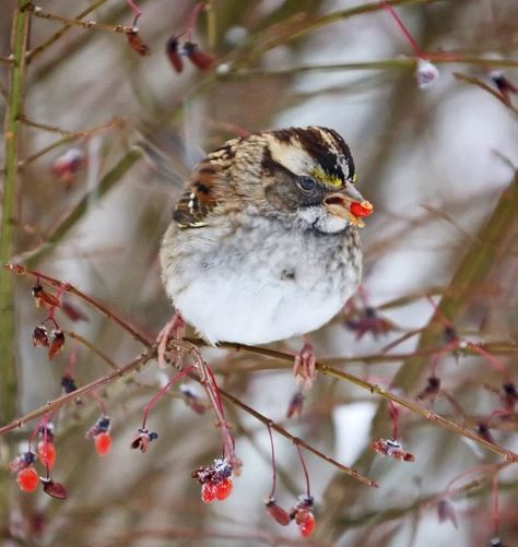 How to Identify a White-Throated Sparrow - Birds and Blooms Song Sparrow, What Is A Bird, Sparrow Bird, Eastern Bluebird, Ruby Throated Hummingbird, White Patches, White Wings, Sparrows, How To Attract Hummingbirds