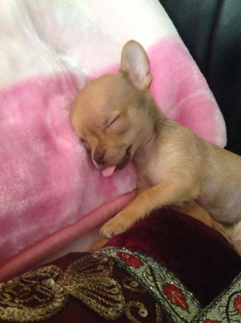 Puppy Sleeping, Baby Chihuahua, Chihuahua Puppy, Chihuahua Lover, Cute Chihuahua, Adorable Dogs, Chihuahua Love, Chihuahua Puppies, No Doubt