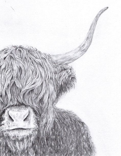 Cow Sketch Drawings, Sketch Drawings Pencil, Highland Cow Sketch, Mini Highland Cow, Cow Sketch, Highland Coo, Highland Cow Painting, Cow Illustration, Highland Cow Art