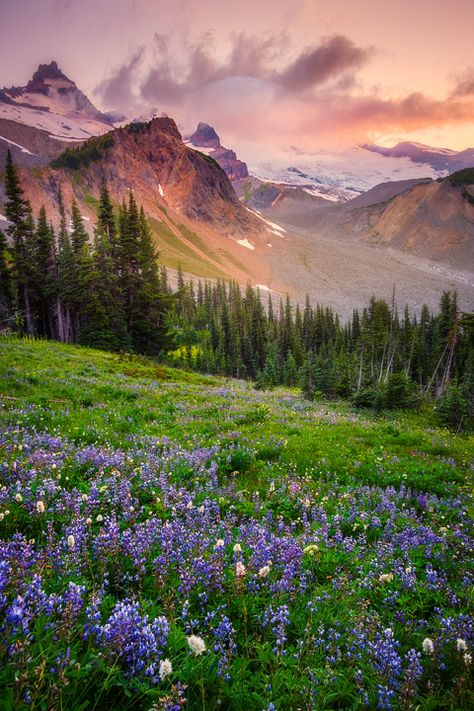 Images from Summerland Trail On Mount Rainier in the Pacific Northwest Of Washington State Washington Hiking, Wildflower Photo, Mountain Landscape Photography, Heavenly Places, Images Disney, Landscape Photography Tips, Photography Flowers, Pretty Landscapes, Places In The World