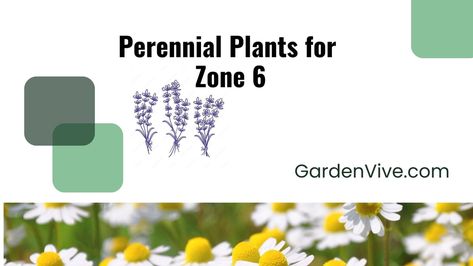 Perennial Plants for Zone 6 Zone 6 Plants, Allium Schoenoprasum, Stachys Byzantina, Coral Bells Heuchera, Blue Fescue, Plantain Lily, Shade Loving Perennials, Asclepias Tuberosa, Cardinal Flower