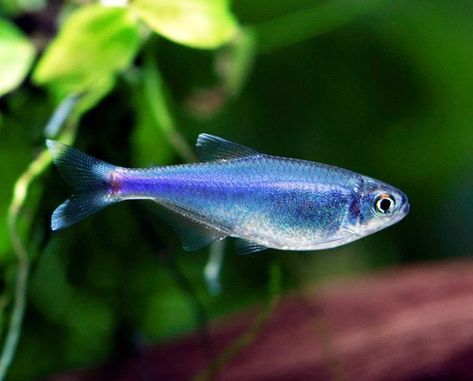 Tetra Fish, Aquatic Pets, Neon Tetra, Aquatic Garden, African Cichlids, Live Animals, Deep Sea Fishing, Small Fish, Freshwater Aquarium