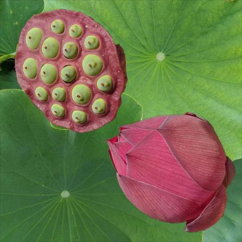 ✅CLASSIC MASTERPIECE! Shoot Fire may be a classic lotus but that doesn’t make it any less of a masterpiece. The blooms are a rich blushing red with an incredible yellow center. They can’t be beat! 
✅FIERY SEED PODS! The seed pods turn from a bright yellow to a rich red right before your eyes. You get to watch all the stages of the sunset in each seed pod. You won’t even be sad when the bloom ends to reveal a stunning new eye-catching thing to watch! Lotus Flower Seeds, Lotus Seed, Lotus Pods, Lotus Plant, Seed Pod, Pea Gravel, Top Soil, Charming Garden, Seed Pods